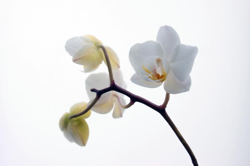 Free Image of White Orchid Flowers Against White Background 