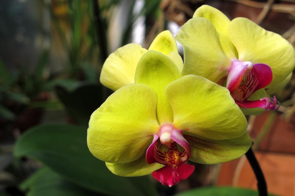 Free Image of Yellow Orchid Flowers Blooming at Duke Farms Greenhouse 