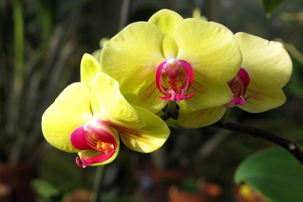 Free Image of Yellow Orchid Flowers Growing at Duke Farms Greenhouse 