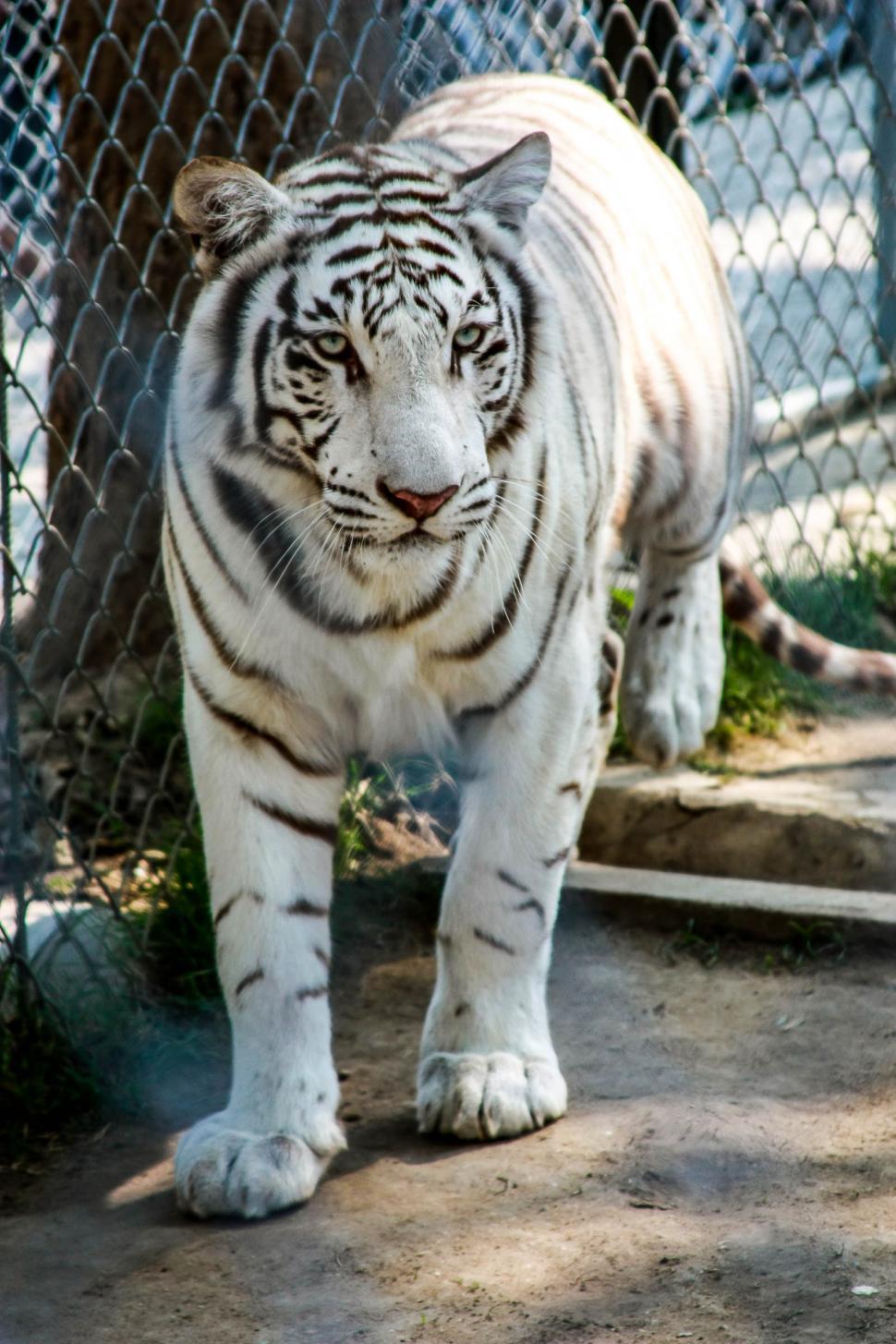 Free Image of White Tiger  