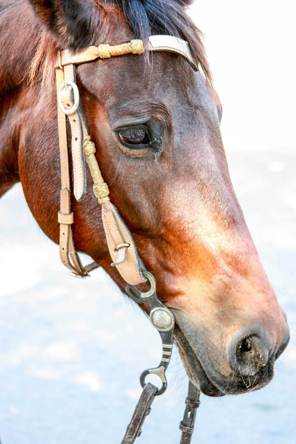 Free Image of Horse Face 