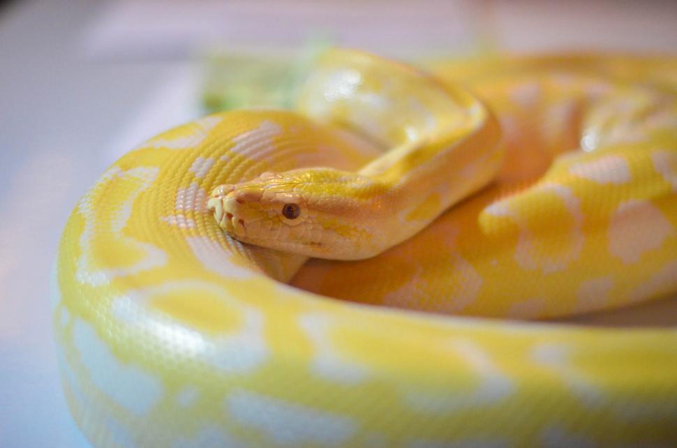 Free Image of Gold Snake 