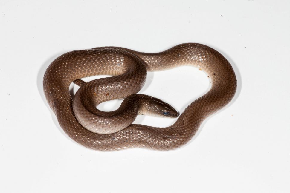 Free Image of Earth Snake 
