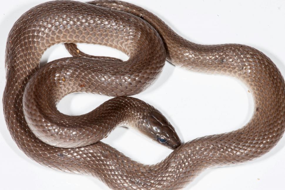 Free Image of Earth Snake 