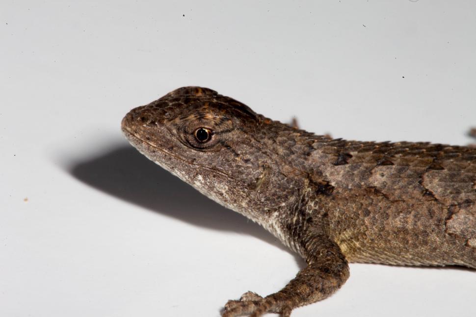 Free Image of Texas Spiny Lizard 