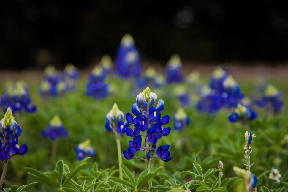 Free Image of Blue Bonnet flowers 