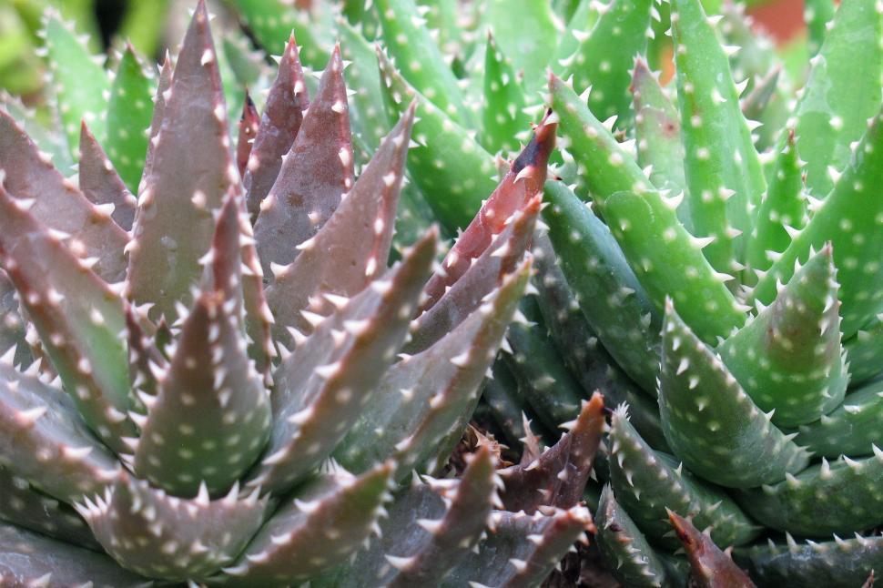 Free Image of Succulent Plants in Pot 