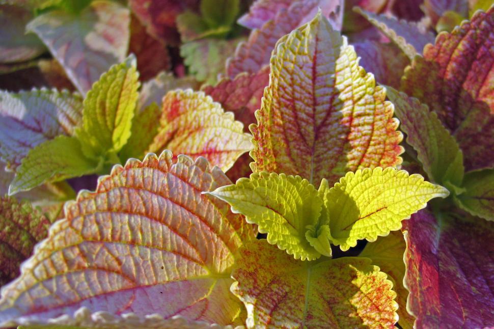 Free Image of Variegated Coleus Closeup For Backgrounds 