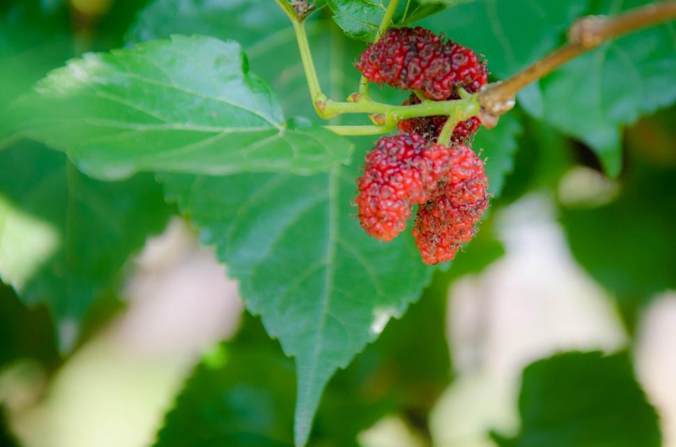 Free Image of Mulberry 