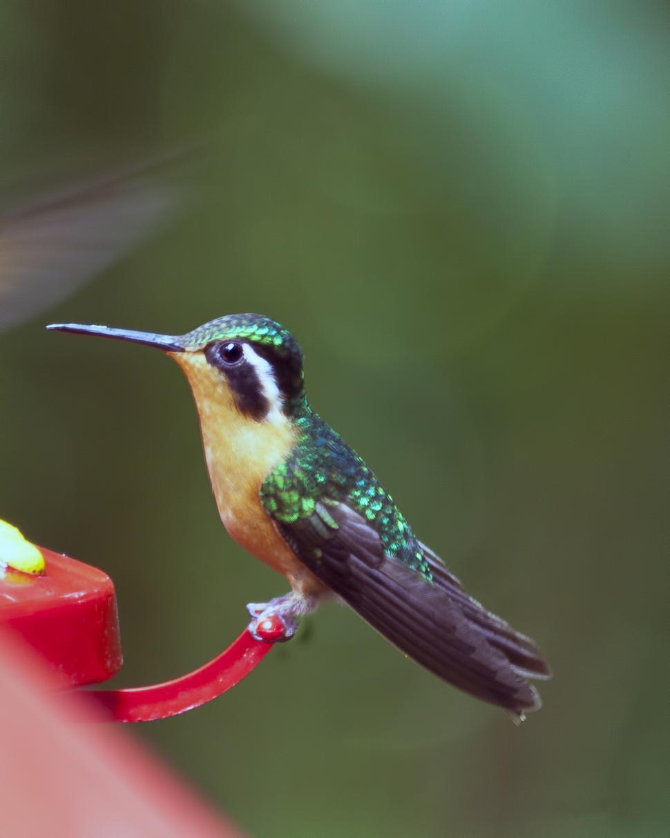 Free Image of  Hummingbird 