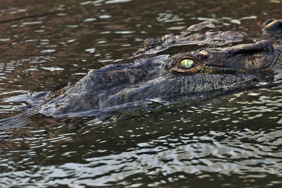Free Image of Crocodile 