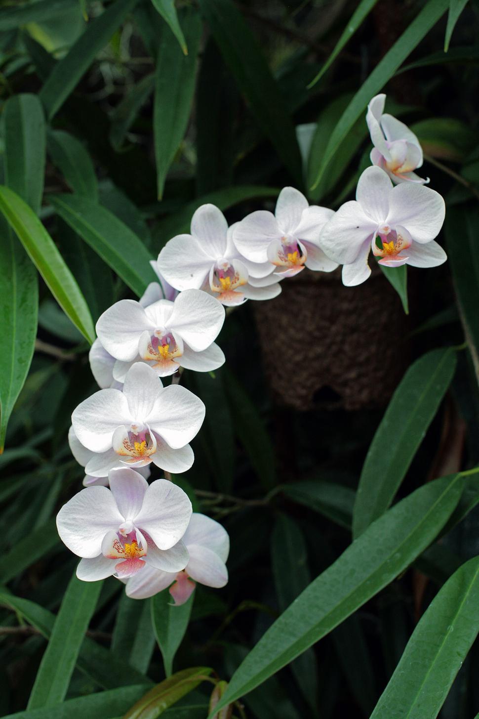 Free Image of White Orchids In Bloom 