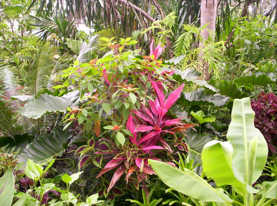 Free Image of Tropical Garden 