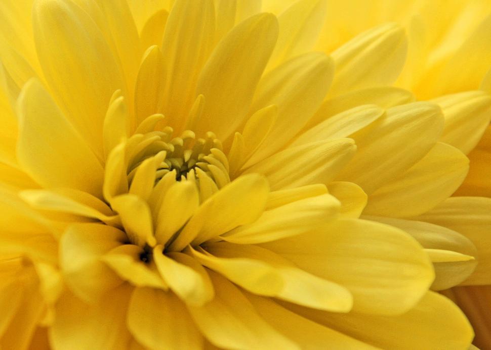 Free Image of Yellow Chrysanthemums Flower Closeup 