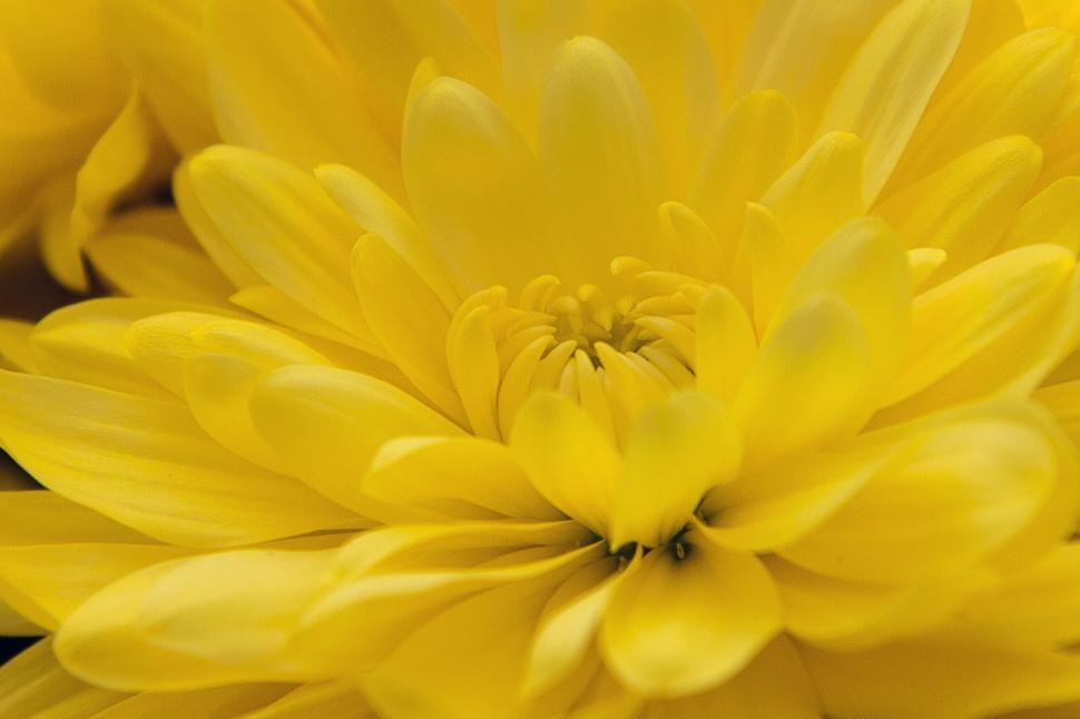 Free Image of Yellow Chrysanthemums Closeup 