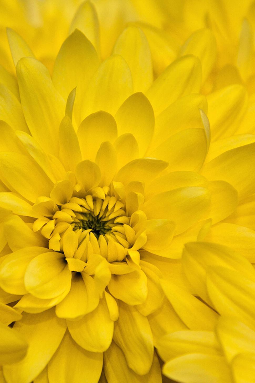 Free Image of Yellow Chrysanthemums Flower Center Closeup 