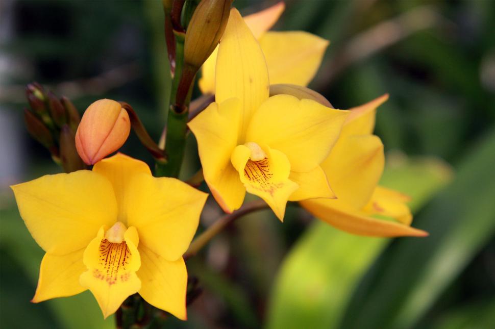 Free Image of Yellow Orchids In Bloom 