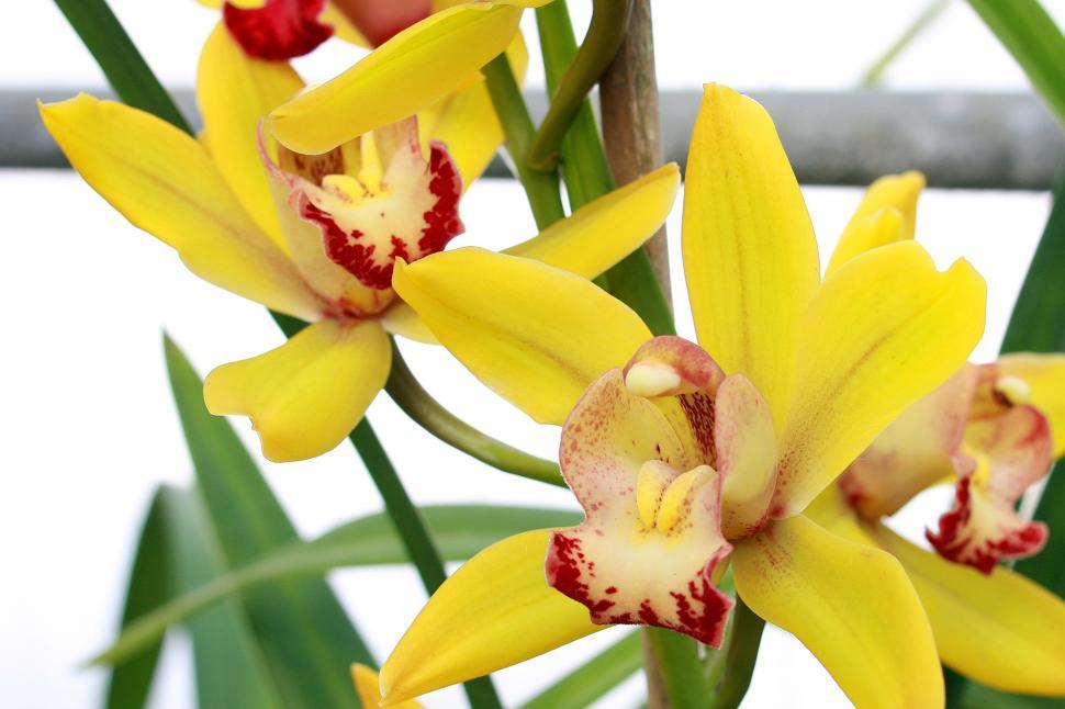 Free Image of Flowers Of Yellow Orchids  