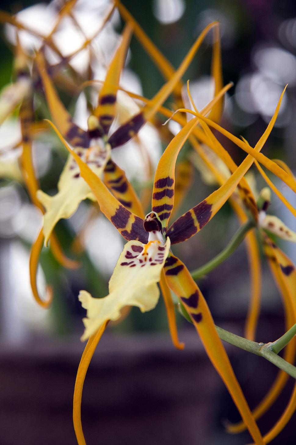 Free Image of Spider Orchids In Bloom Closeup 