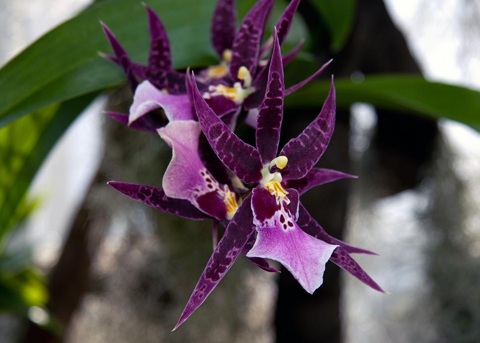 Free Image of Purple Spider Orchid Flowers In Bloom 