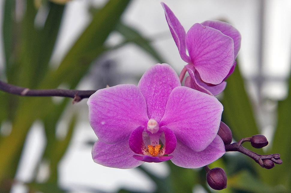Free Image of Pink Phalaenopsis Orchid Flowers Closeup 