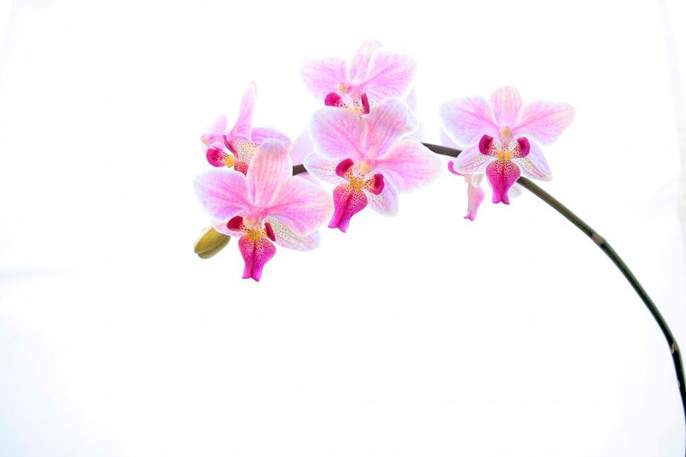 Free Image of Pink Phalaenopsis Orchid Flowers In Bloom 