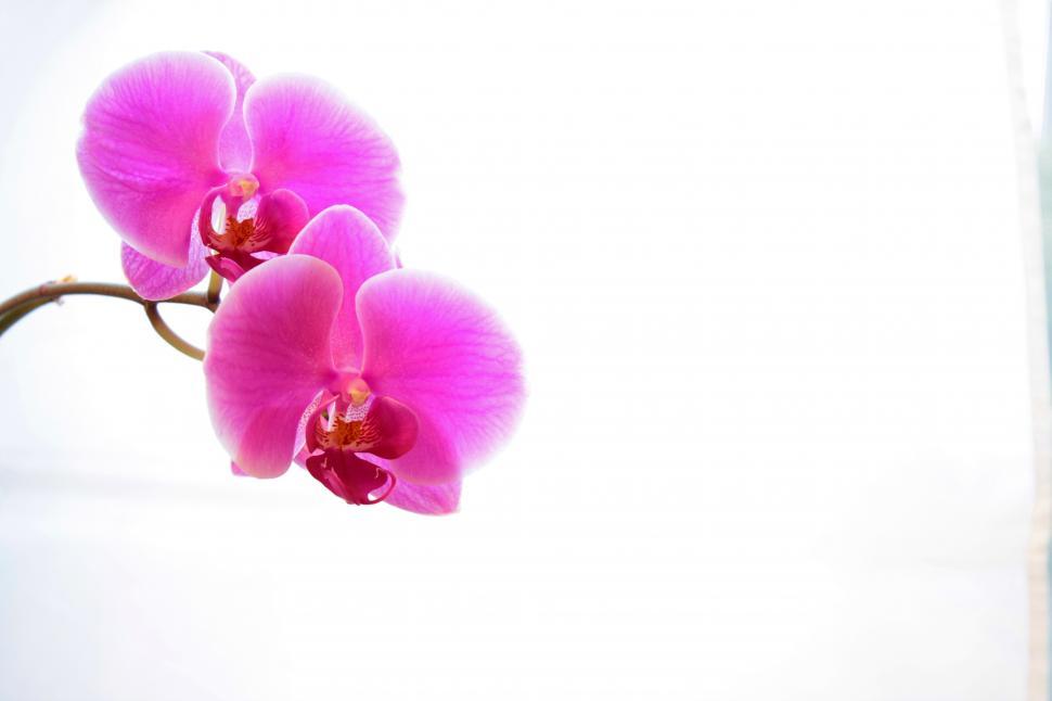 Free Image of Pink  Phalaenopsis Orchid In Bloom 