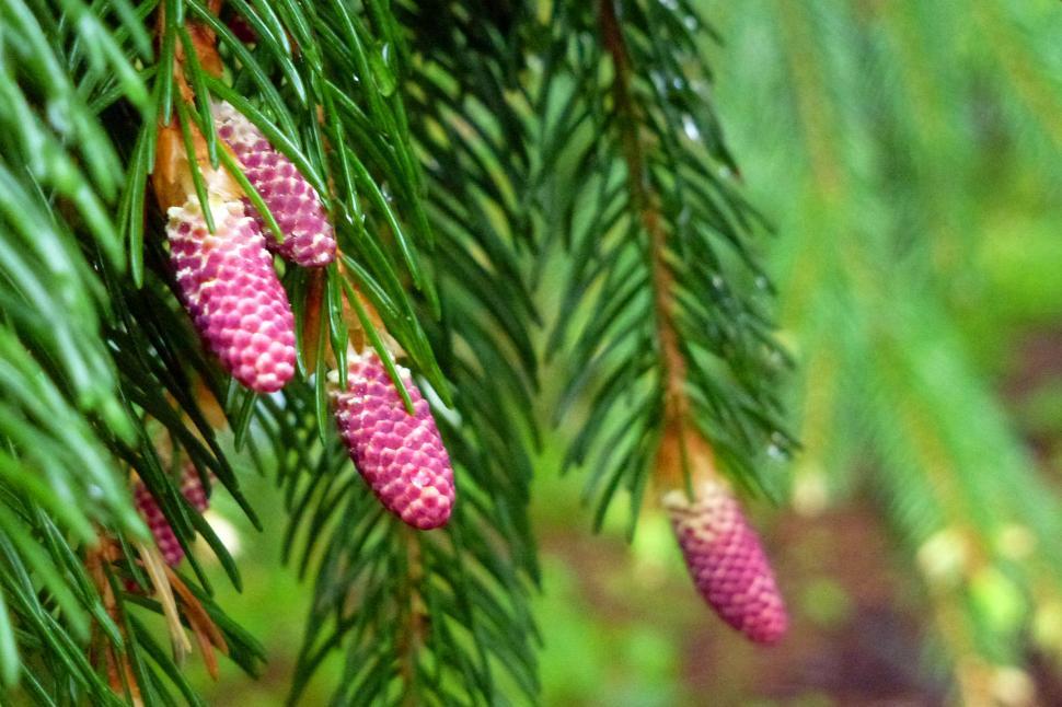 Free Image of Pine Needles, New Growth, Close-up With Blurry Background 