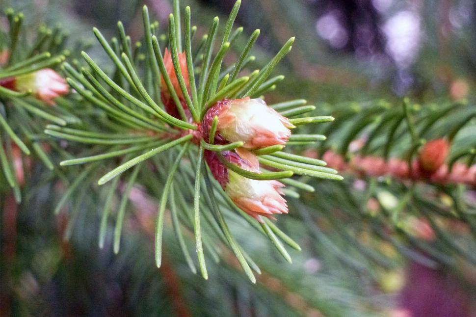 Free Image of Pine Needles, New Growth, Close-up With Blurry Background 