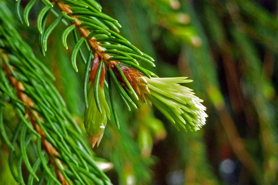Free Image of Pine Needles, New Growth, Close-up  