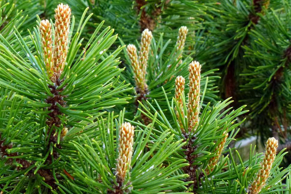 Free Image of Mugo Pine Brench Tips With New Growth, Close-up 