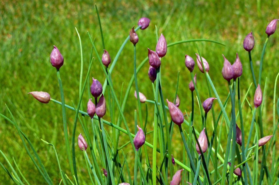 Free Image of Chive Flower Buds 