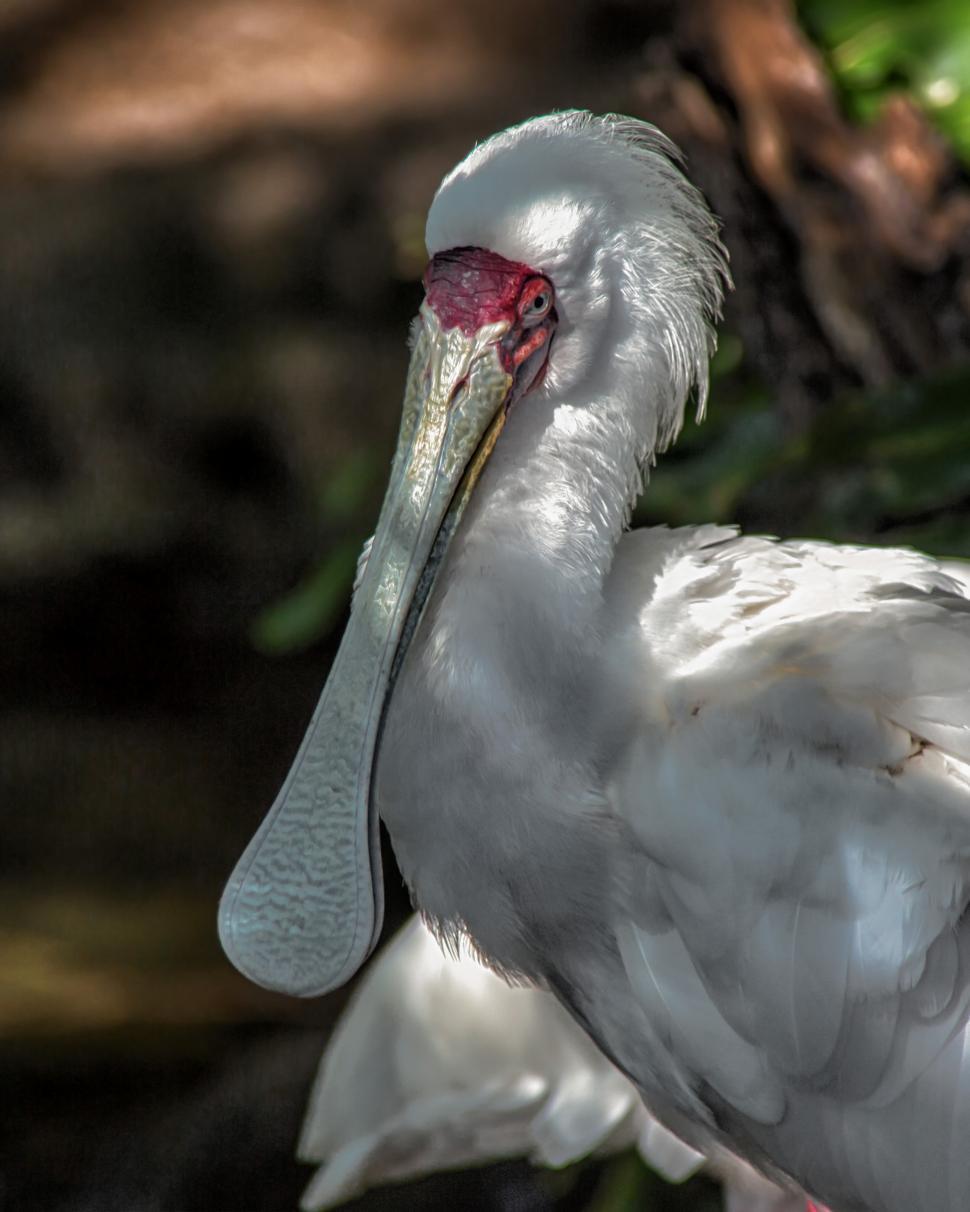 Free Image of spoonbill  