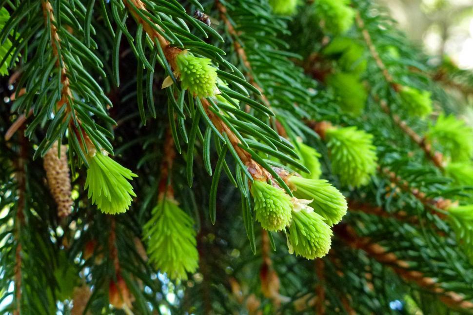 Free Image of Pine Needles, New Growth In Spring  