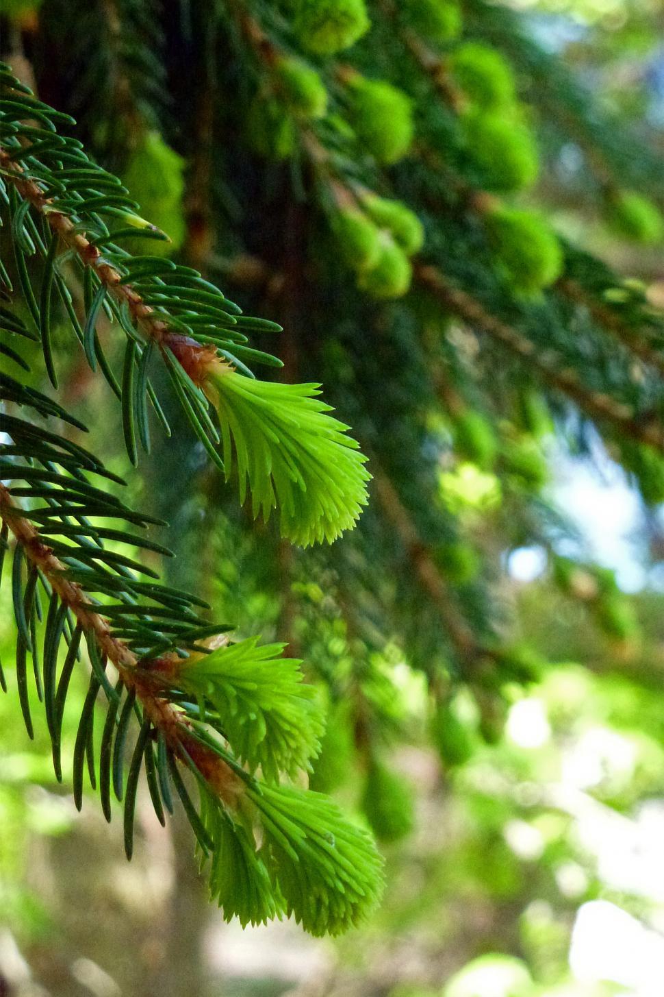 Free Image of Pine Needles, Spring Growth Close-up  