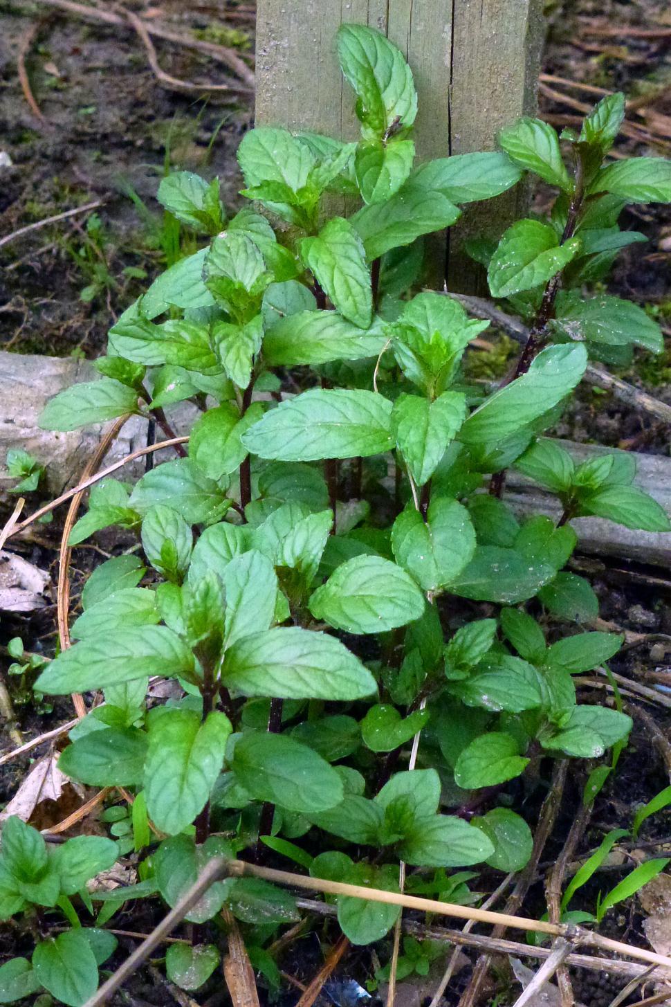 Free Image of Mint Plant 