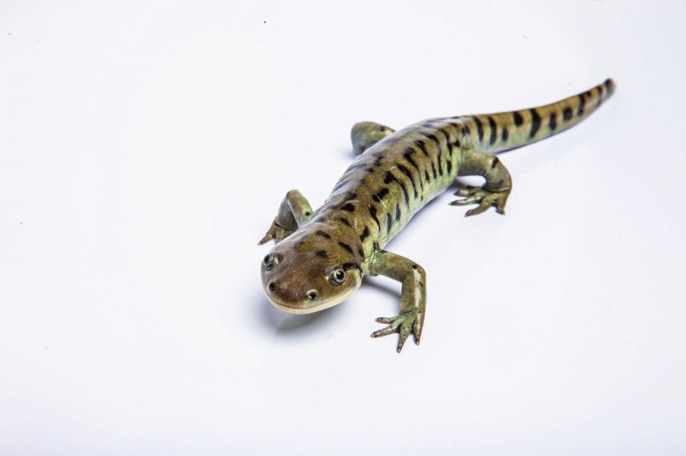 Free Image of Tiger Salamander on white 