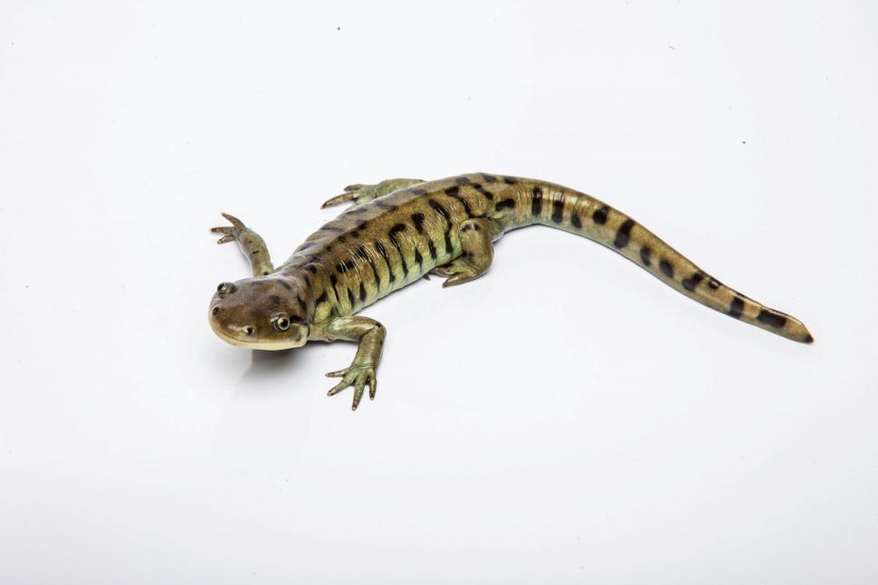 Free Image of Tiger Salamander on white 