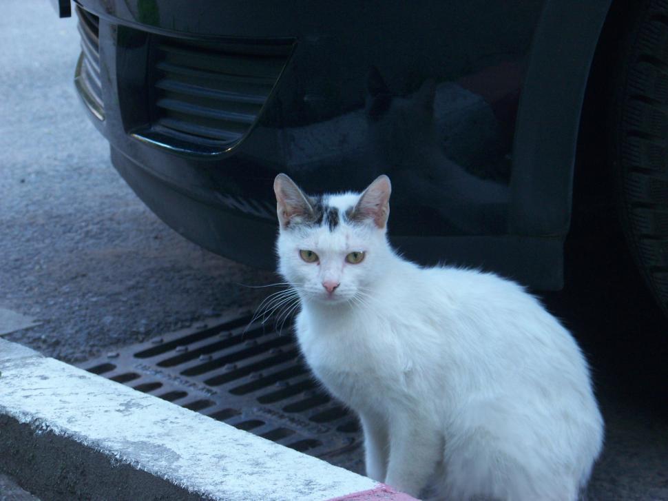 Free Image of Cat under a car 