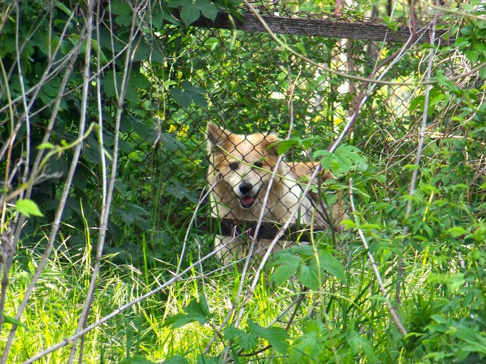 Free Image of Dog behind wire fence 