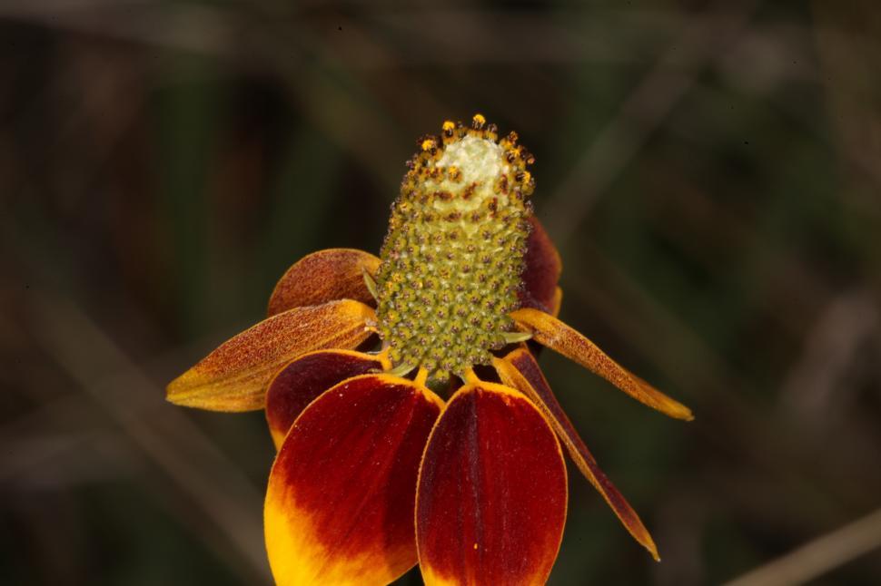 Free Image of Mexican Hat Flower 