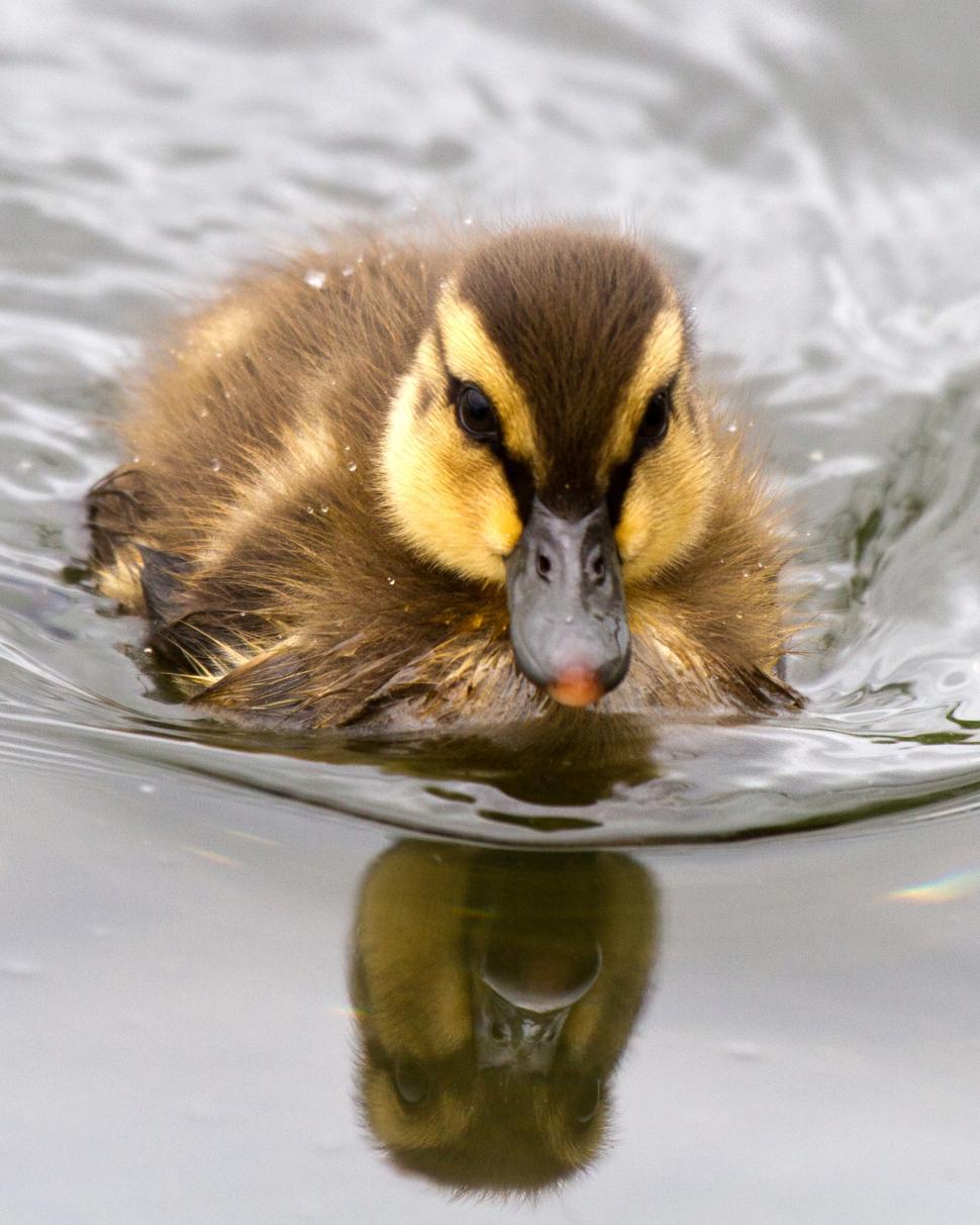 Free Image of Baby Mallard Duck 