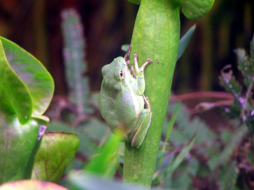 Free Image of Frog Sitting on Top of a Green Plant 
