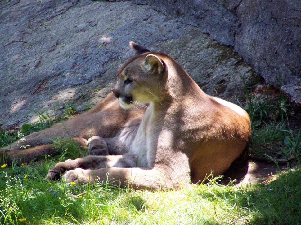Free Image of Mountain Lion Resting in Trees Shade 