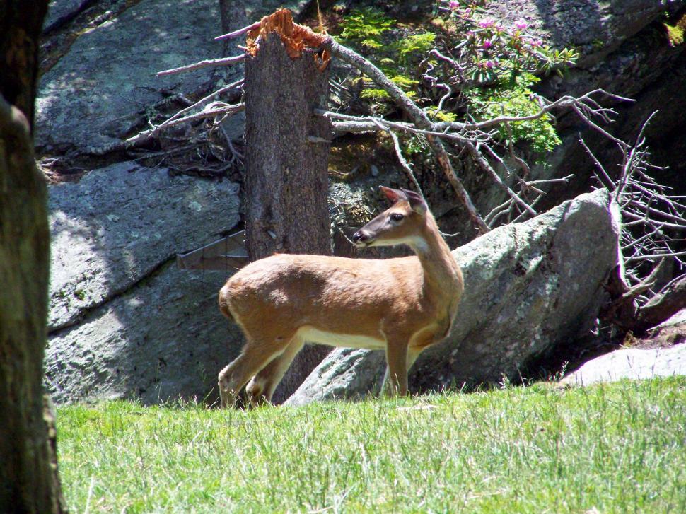 Free Image of Deer Standing in Grass 