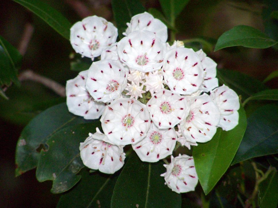 Free Image of Cluster of White Flowers 