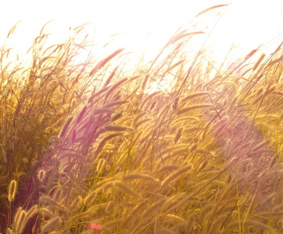 Free Image of Golden Grass 