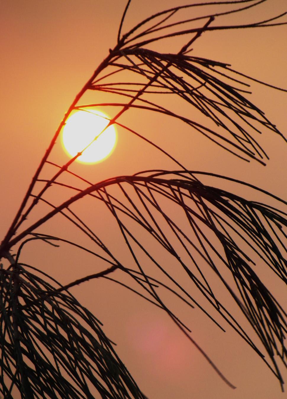 Free Image of Long Grass Sunset Silhouette 