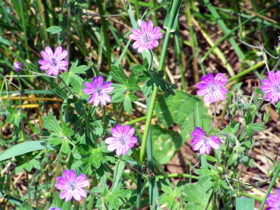 Free Image of Cluster of Purple Flowers Growing in Grass 