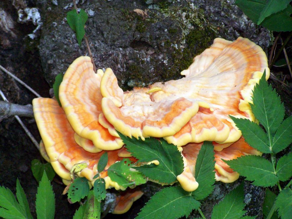 Free Image of Close Up of a Mushroom Growing on a Tree 